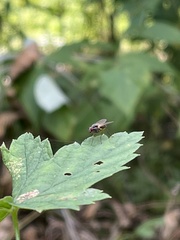 Cholomyia inaequipes