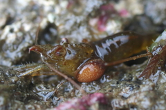 Bopyroides hippolytes