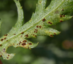 Puccinia tanaceti