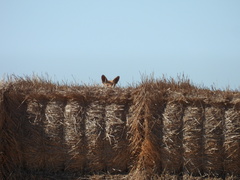 Vulpes vulpes silacea