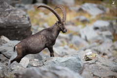 Capra ibex