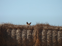 Vulpes vulpes silacea