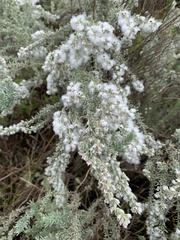Eriocephalus racemosus