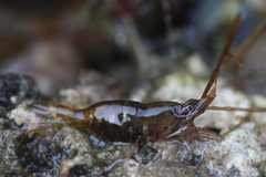 Heptacarpus pugettensis