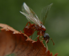 Myrmica