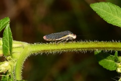 Paraulacizes irrorata