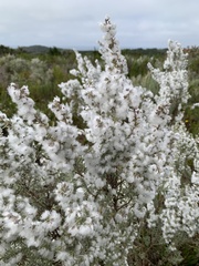 Eriocephalus racemosus