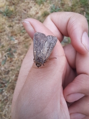 Xestia xanthographa
