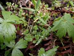Hypericum anagalloides