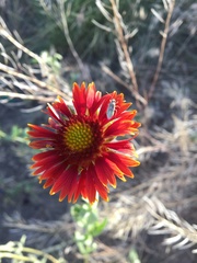 Gaillardia