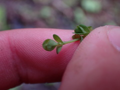 Hypericum anagalloides