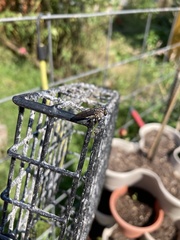 Heteropogon macerinus