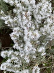 Eriocephalus racemosus