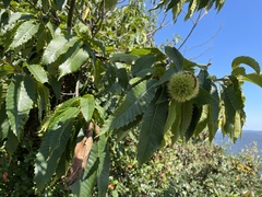 Castanea dentata