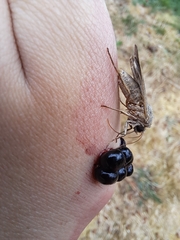 Xestia xanthographa