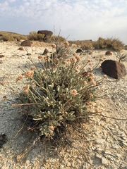 Eriogonum diatomaceum