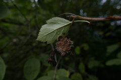 Gymnosporangium clavariiforme