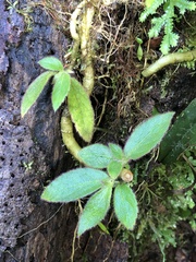 Gesneriaceae