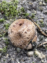 Scleroderma