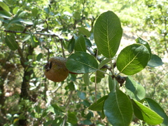 Pyrus spinosa