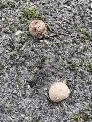 Scleroderma