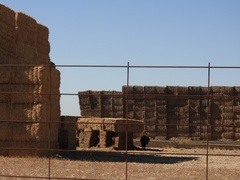 Vulpes vulpes silacea