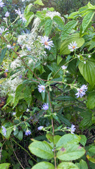 Symphyotrichum puniceum