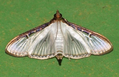 Cydalima pfeifferae