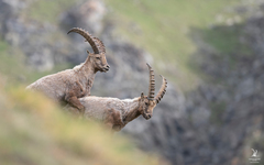 Capra ibex