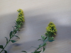 Solidago arguta