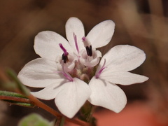 Blepharipappus scaber