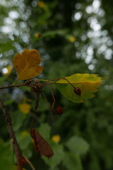 Gymnosporangium clavariiforme
