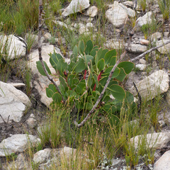 Protea cynaroides