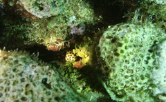 Lactophrys bicaudalis