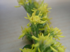Solidago arguta