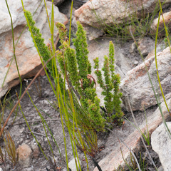 Erica coccinea