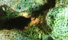 Lactophrys bicaudalis