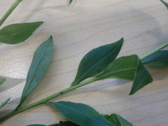 Solidago arguta