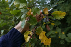 Gymnosporangium clavariiforme