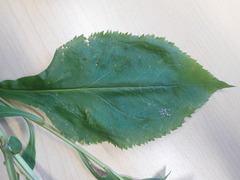 Solidago arguta