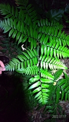 Diplazium taiwanense