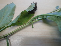Solidago arguta