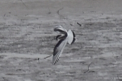 Hydrocoloeus minutus