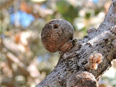 Burnettweldia washingtonensis