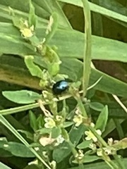 Plagiodera versicolora