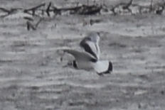 Hydrocoloeus minutus