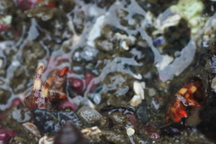 Discorsopagurus schmitti