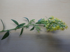 Solidago arguta