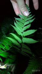 Diplazium taiwanense