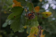Gymnosporangium clavariiforme